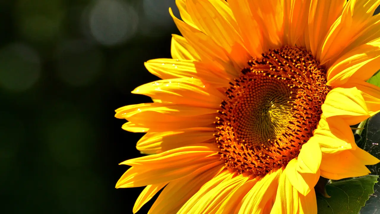 flor no Sol o Dia Todo