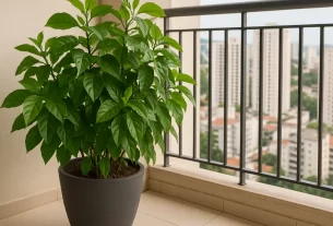 Ora pro nobis em vaso grande na sacada de apartamento com folhas verdes abundantes