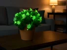 Plantas que Brilham no Escuro em Vasos sobre uma mesa na sala