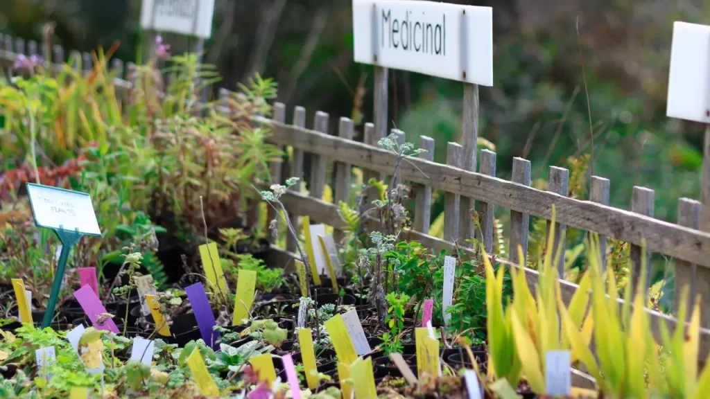 canteiro de ervas medicinais
