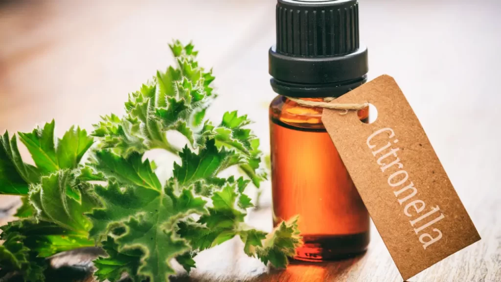 óleo essencial de citronela para fazer Receitas de Repelente Caseiro